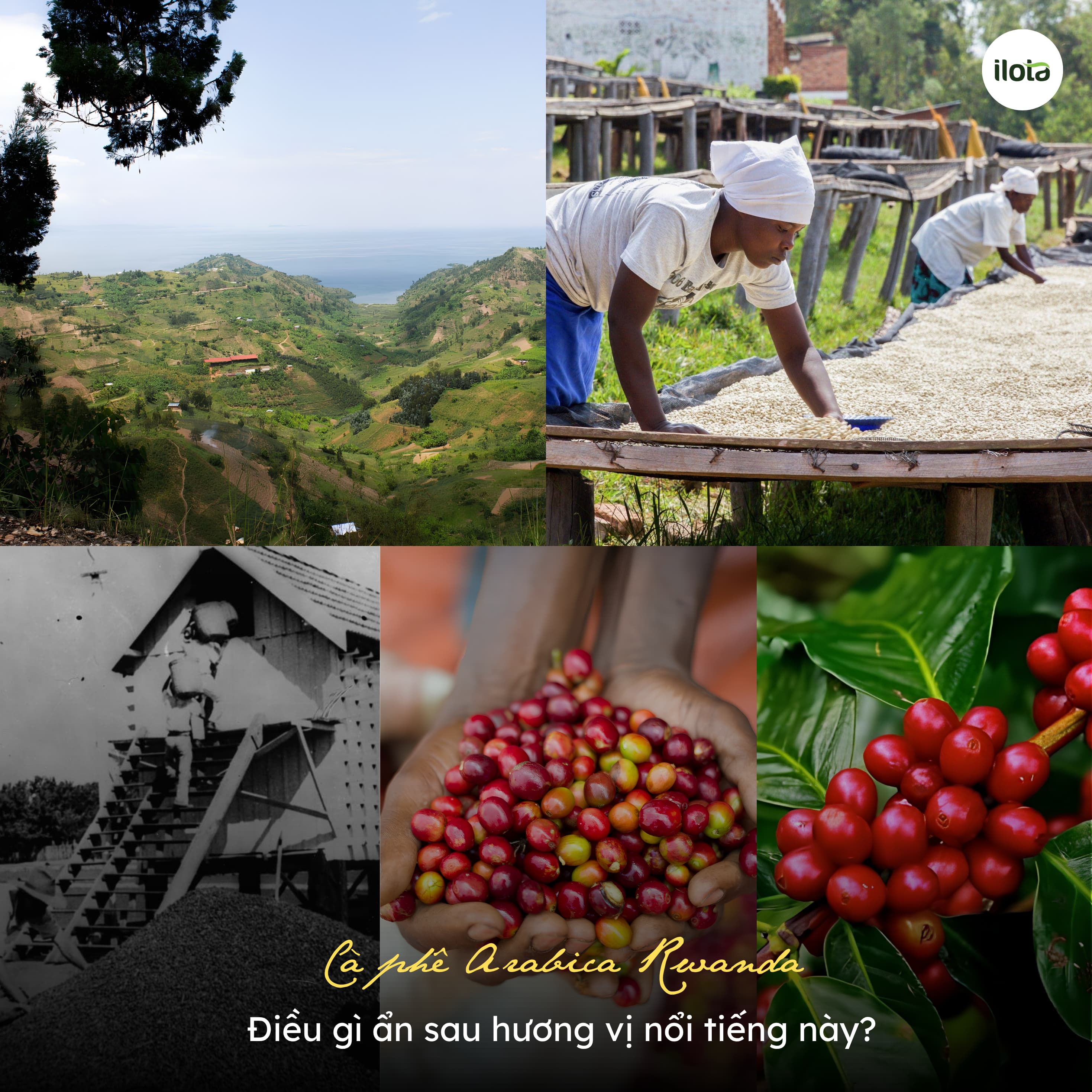ca-phe-arabica-rwanda-dieu-gi-an-sau-huong-vi