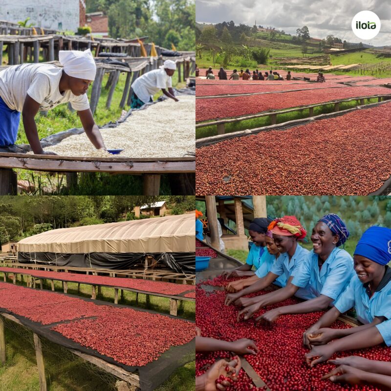 ca-phe-arabica-rwanda-dieu-gi-an-sau-huong-vi