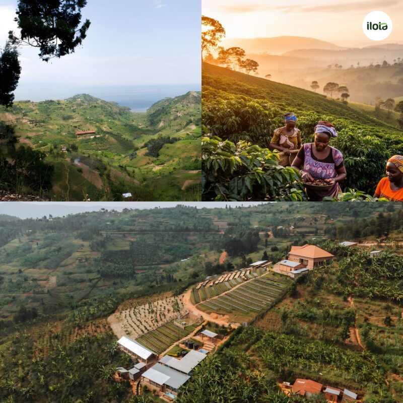 ca-phe-arabica-rwanda-dieu-gi-an-sau-huong-vi