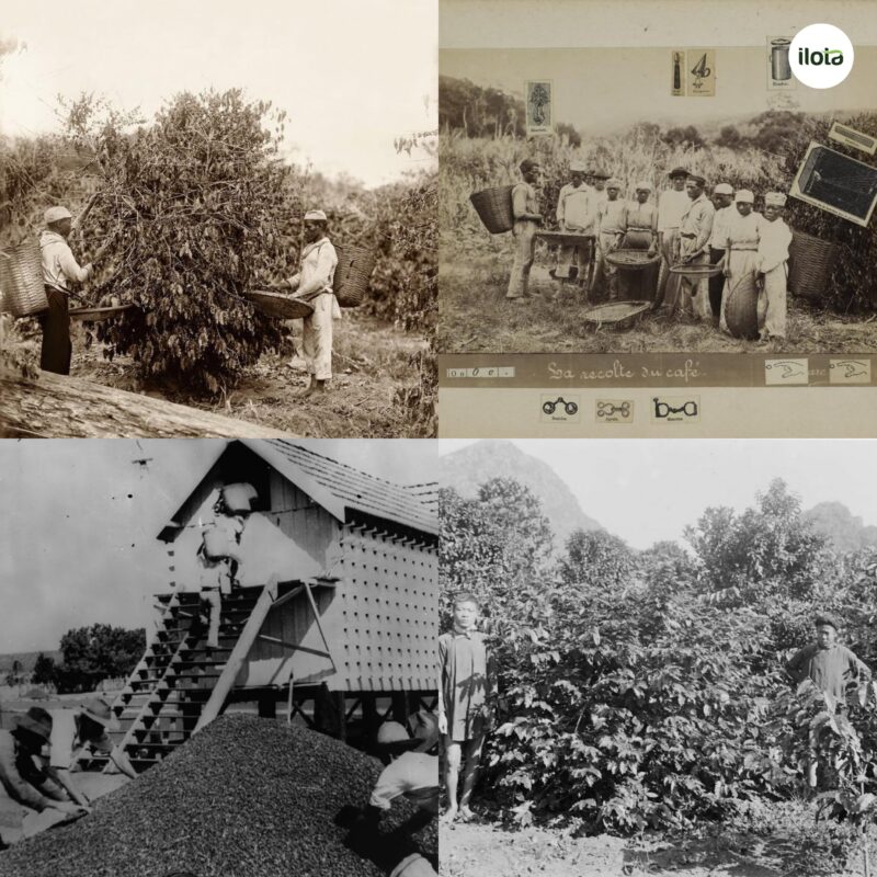 ca-phe-arabica-rwanda-dieu-gi-an-sau-huong-vi