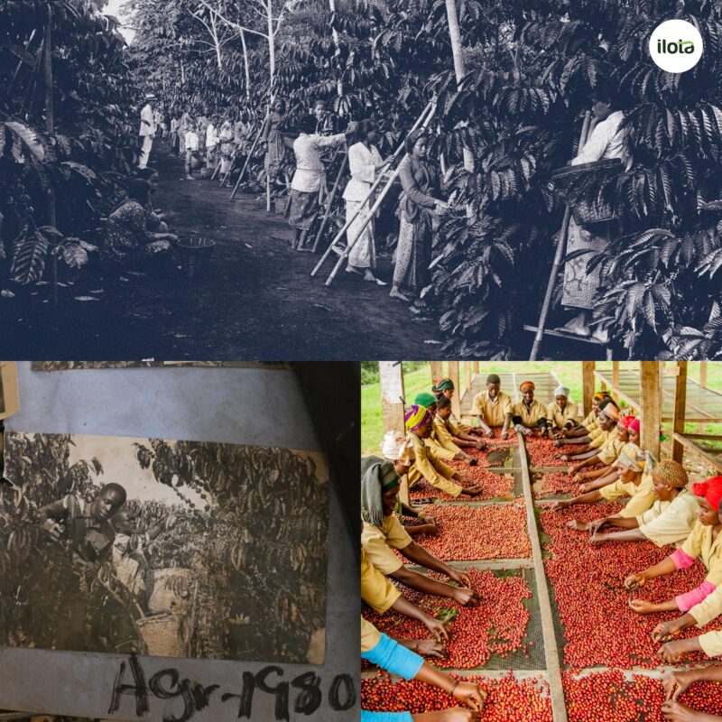 ca-phe-arabica-rwanda-dieu-gi-an-sau-huong-vi