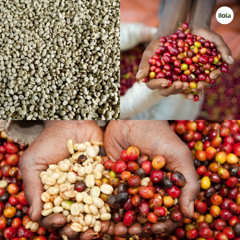 ca-phe-arabica-rwanda-dieu-gi-an-sau-huong-vi