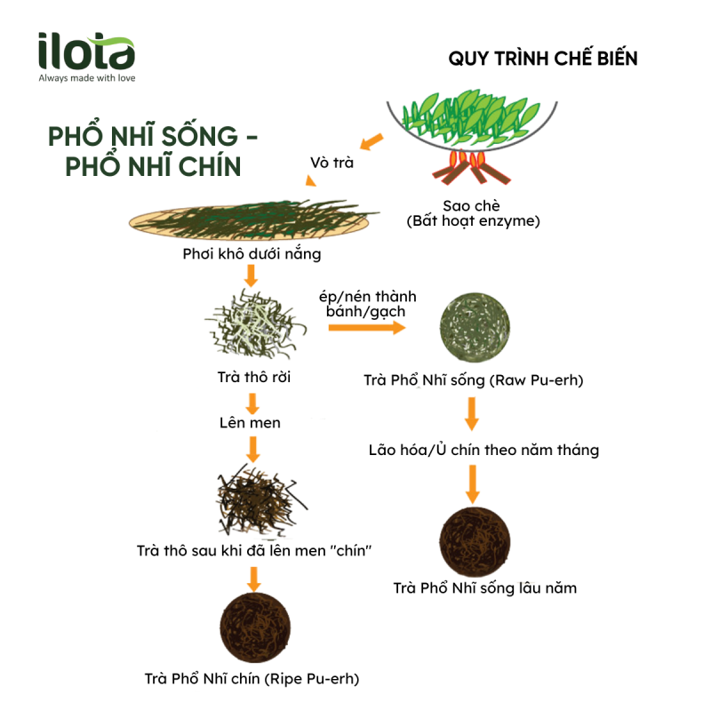 pho-nhi-song-va-chin