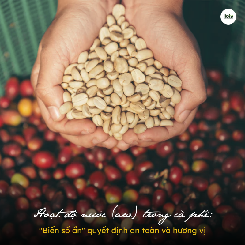 hoat-do-nuoc-aw-trong-ca-phe