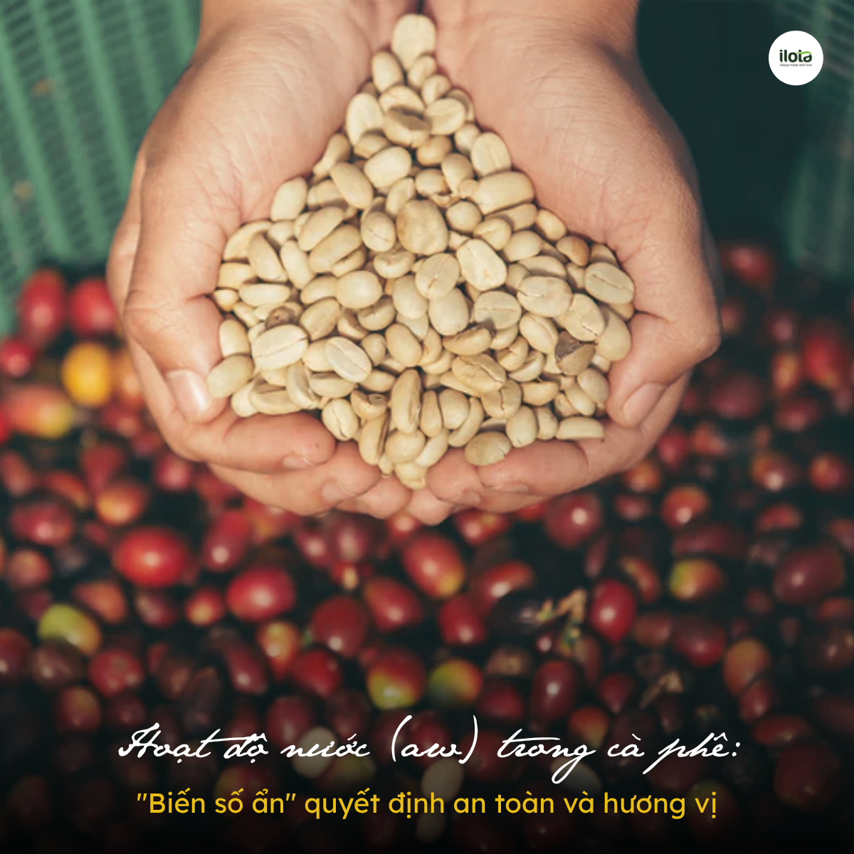 hoat-do-nuoc-aw-trong-ca-phe