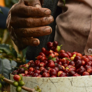 do-cao-anh-huong-den-ca-phe