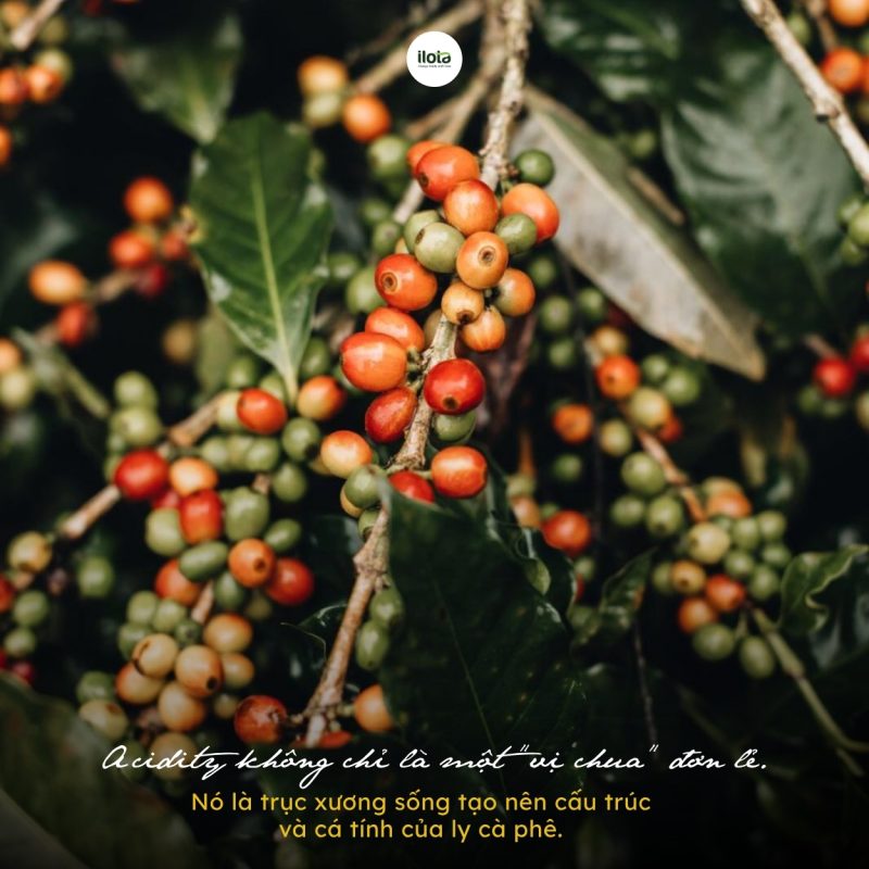 do-chua-trong-ca-phe-la-gi