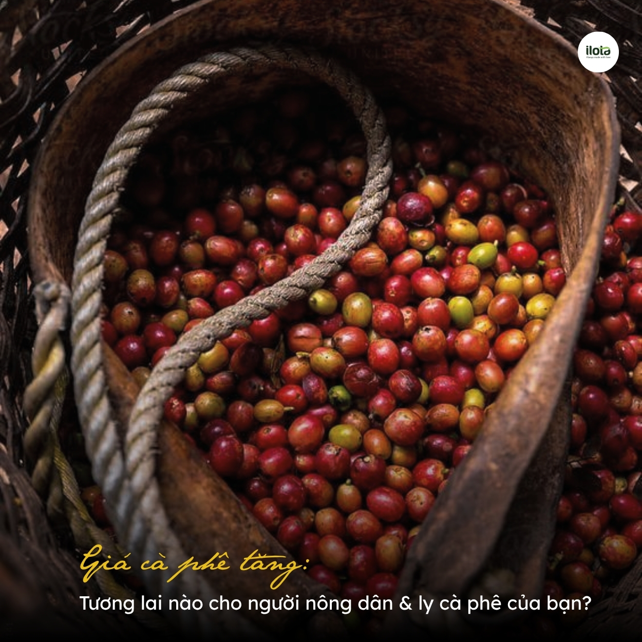gia-ca-phe-tang-tuong-lai-nao-cho-ly-ca-phe-cua-ban