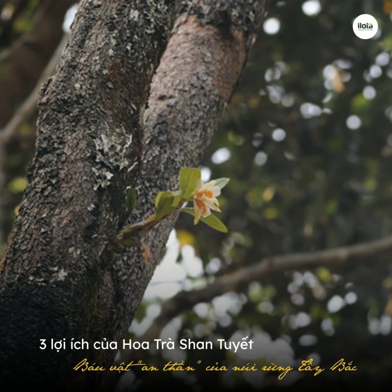 3-loi-ich-hoa-tra-shan-tuyet-bau-vat-an-than-tay-bac