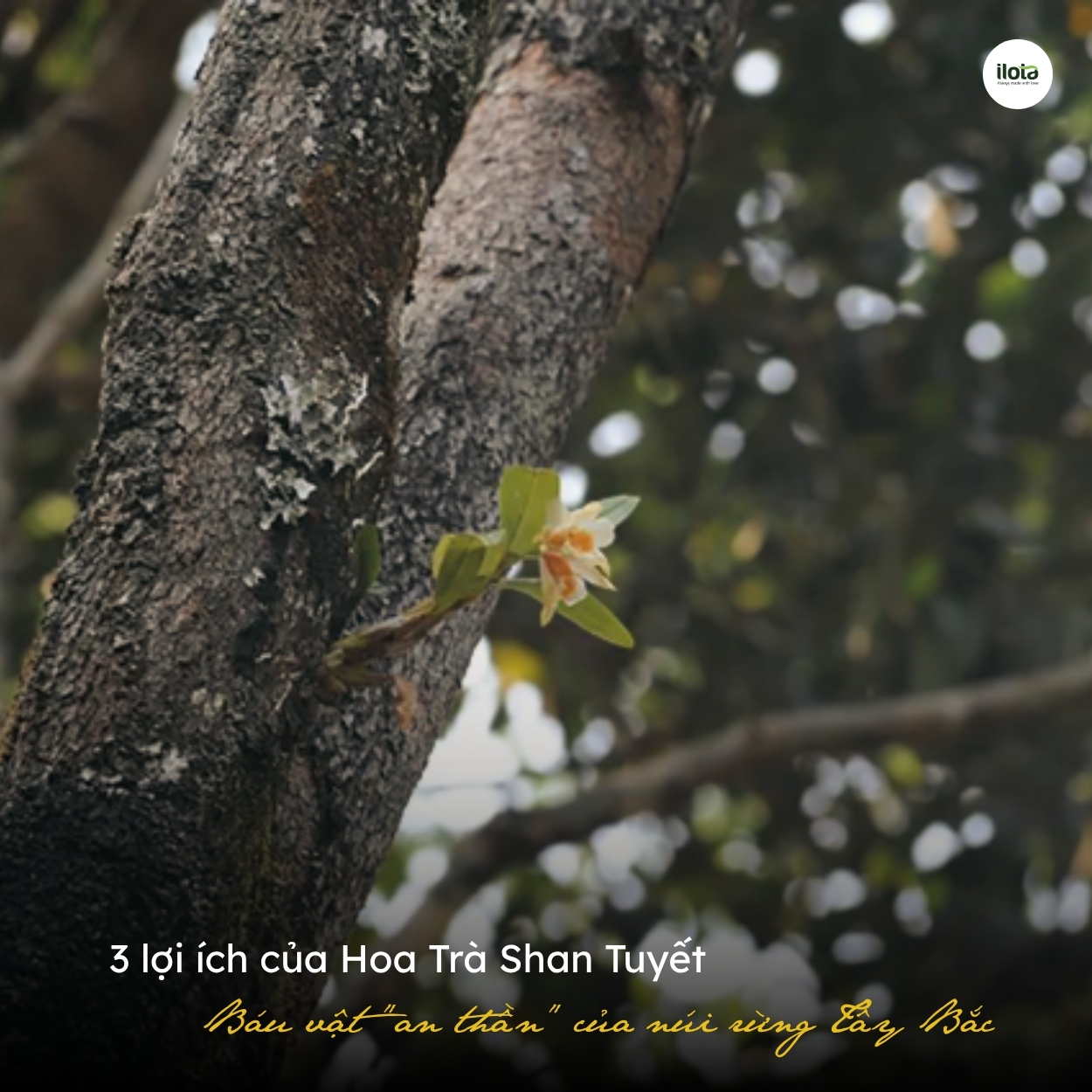 3-loi-ich-hoa-tra-shan-tuyet-bau-vat-an-than-tay-bac