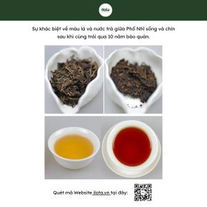 so-sanh-pho-nhi-song-chin