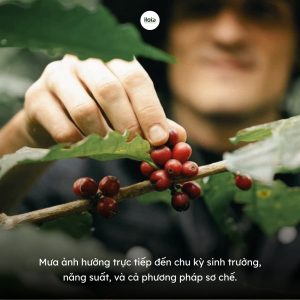 terroir-giai-ma-huong-vi-goc-cua-hat-ca-phe