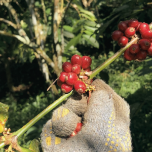 do-ca-anh-huong-den-ca-phe