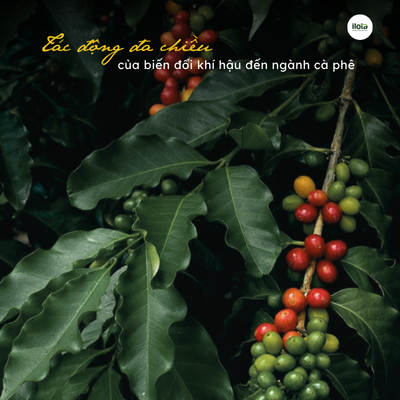 bien-doi-khi-hau-den-nganh-ca-phe