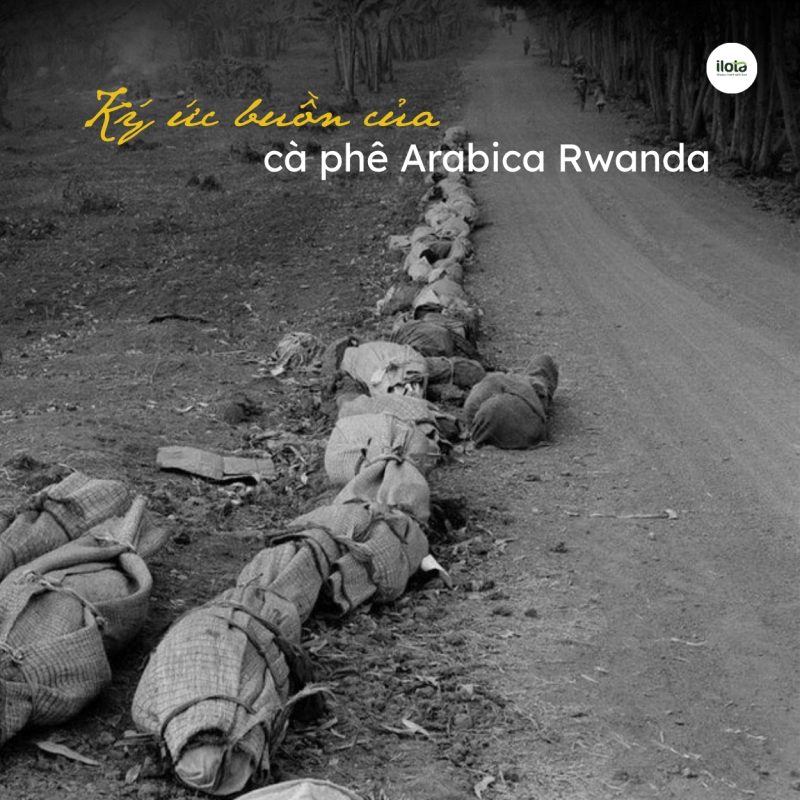 ca-phe-arabica-rwanda
