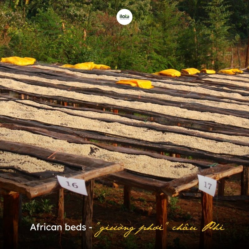 ca-phe-arabica-rwanda