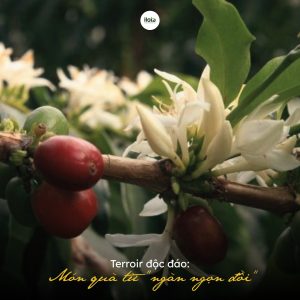 ca-phe-arabica-rwanda-vien-ngoc-quy-tu-vung-dat-ngan-doi