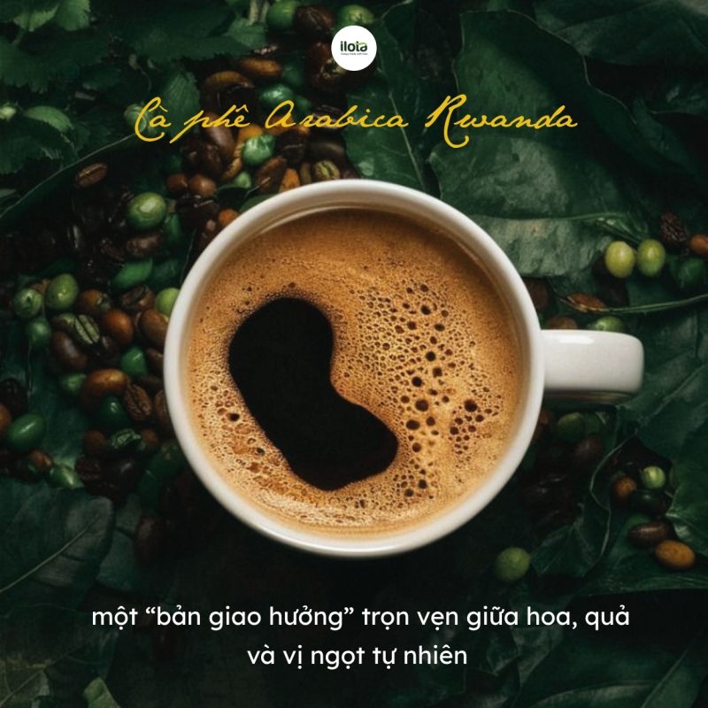 ca-phe-arabica-rwanda