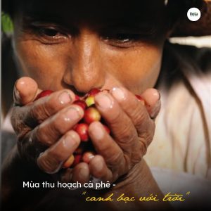 canh-bac-huong-vi-mua-thu-hoach-ca-phe