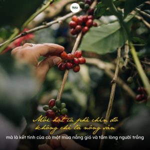 canh-bac-huong-vi-mua-thu-hoach-ca-phe