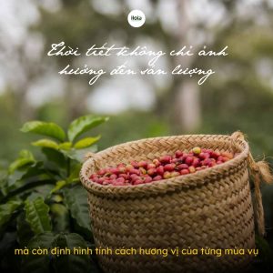 canh-bac-huong-vi-mua-thu-hoach-ca-phe