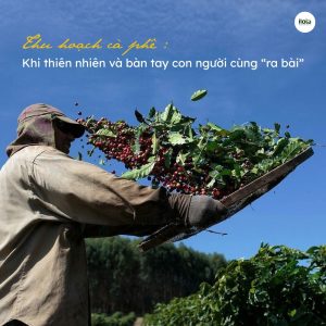 canh-bac-huong-vi-mua-thu-hoach-ca-phe