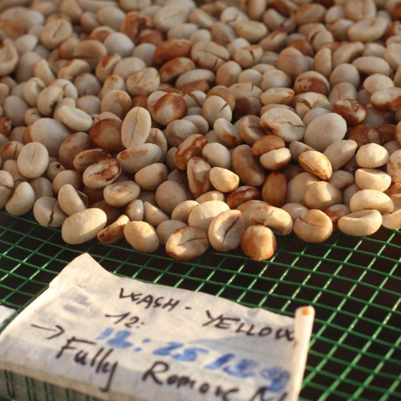 fine-robusta