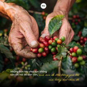 fine-robusta