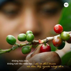 arabica-ethiopia-yirgacheffe