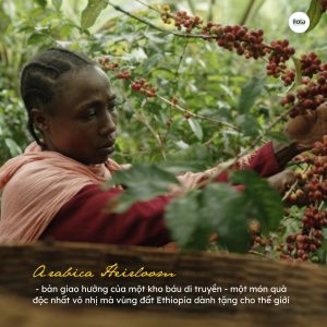 arabica-ethiopia-yirgacheffe