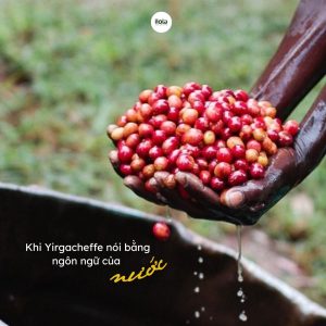 arabica-ethiopia-yirgacheffe