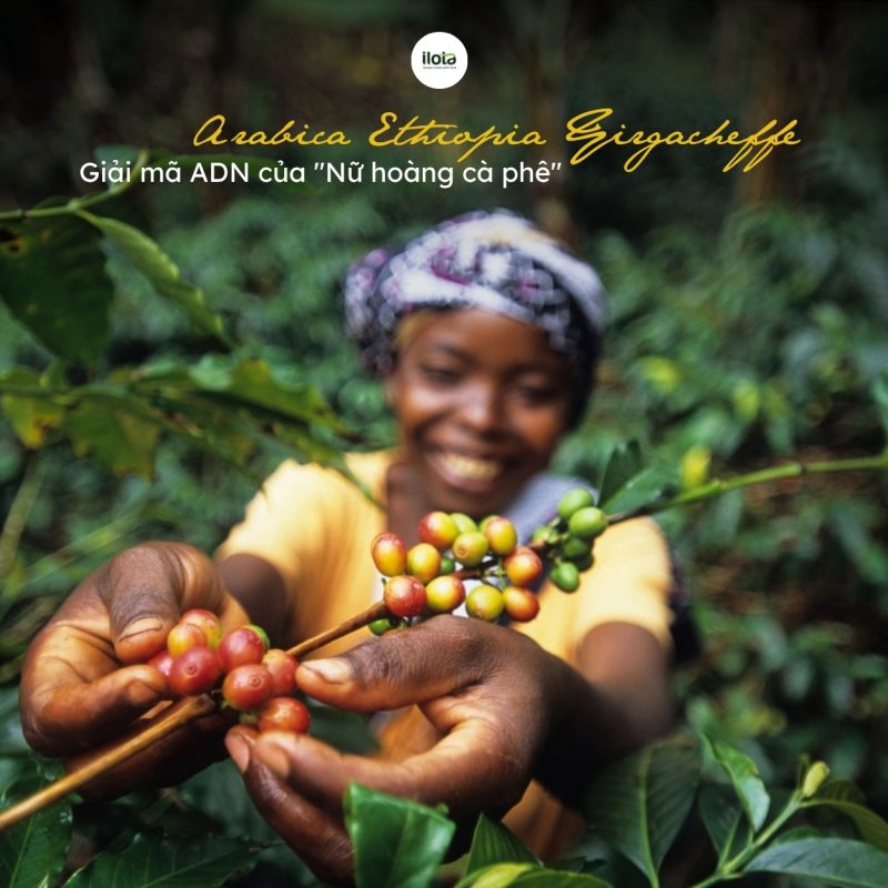 arabica-ethiopia-yirgacheffe