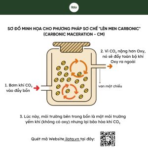 infused-coffee-ky-thuat-lay-cam-hung-tu-ruou-vang