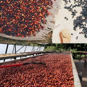 arabica-ethiopia-yirgacheffae-giai-ma-nu-hoang-ca-phe