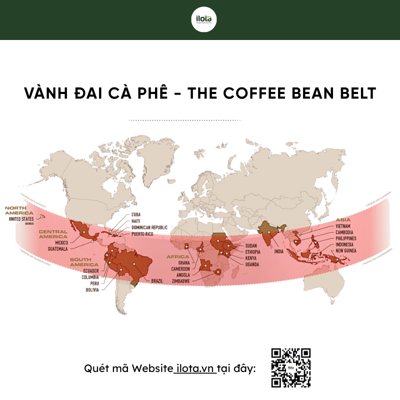 vanh-dai-ca-phe