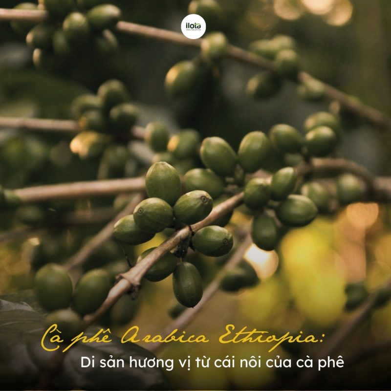 ca-phe-arabica-ethiopia-di-san-huong-vi-tu-cai-noi-cua-ca-phe