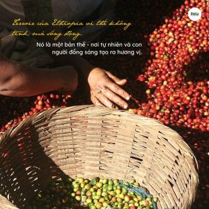 ca-phe-arabica-ethiopia-di-san-huong-vi-tu-cai-noi-cua-ca-phe