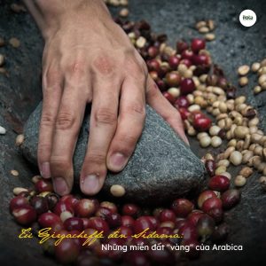 ca-phe-arabica-ethiopia-di-san-huong-vi-tu-cai-noi-cua-ca-phe