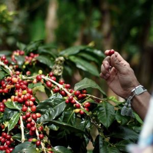 bien-doi-khi-hau-den-nganh-ca-phe