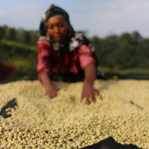 bien-doi-khi-hau-den-nganh-ca-phe