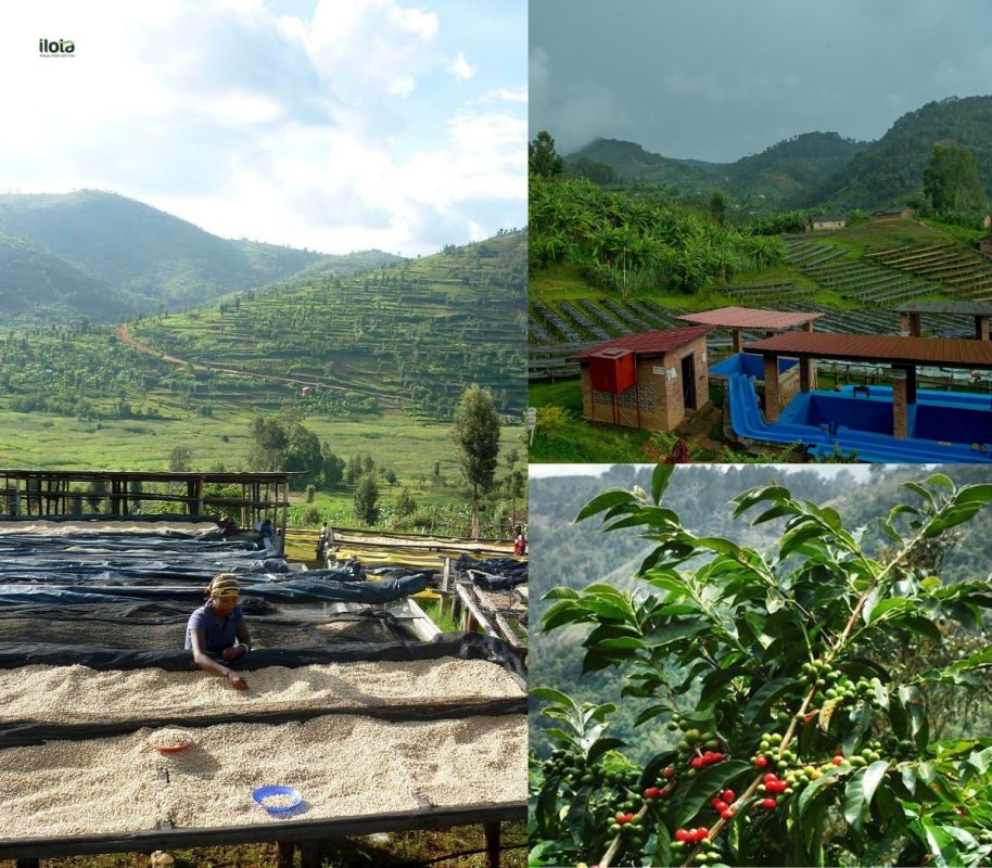 ca-phe-arabica-rwanda