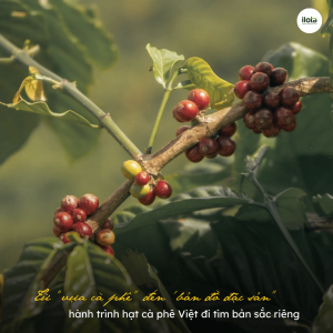 ca-phe-dac-san-viet-nam