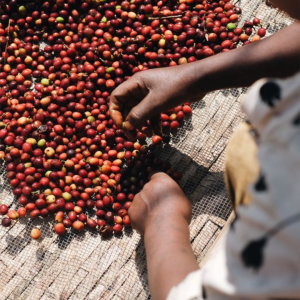 do-ca-anh-huong-den-ca-phe