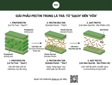 pectin-trong-tra
