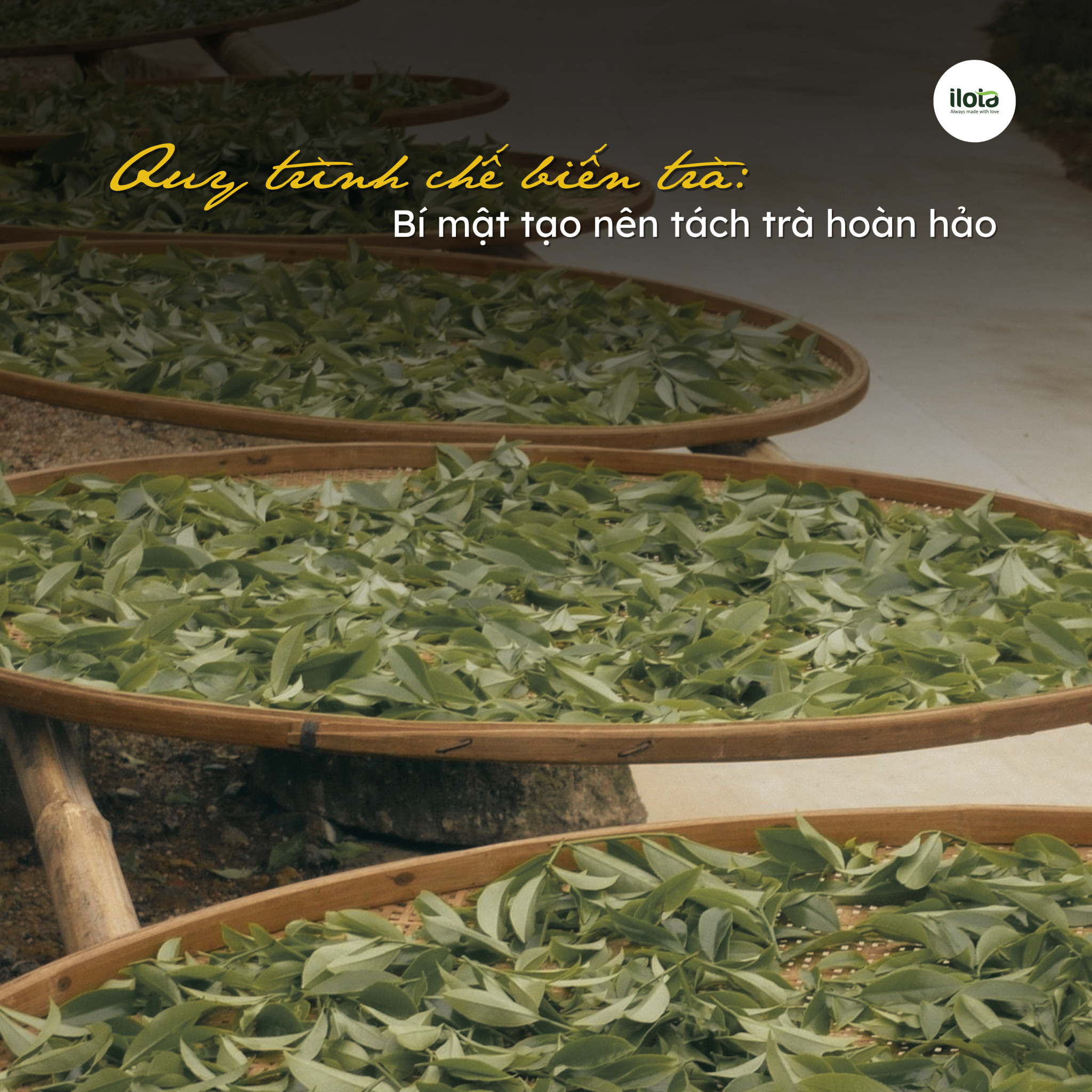 quy-trinh-che-bien-tra