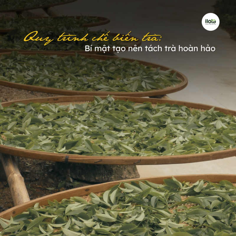 quy-trinh-che-bien-tra