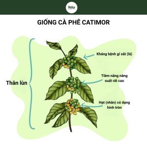 giong-ca-phe-catimor