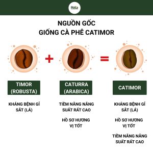 giong-ca-phe-catimor
