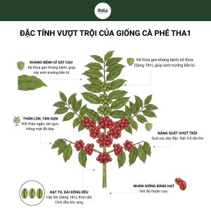 giong-ca-phe-tha1
