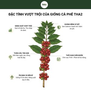 giong-ca-phe-tha2